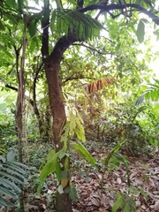 Theobroma cacao