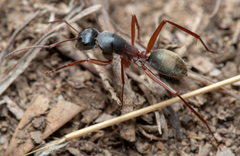 Camponotus dromas