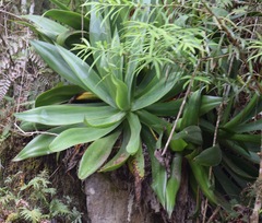 Agave mitis