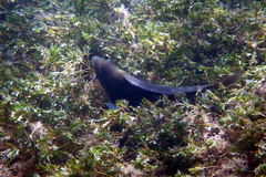 Notolabrus parilus