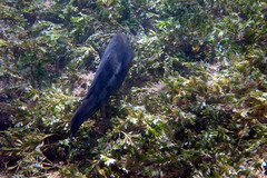 Notolabrus parilus
