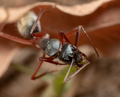 Camponotus dromas