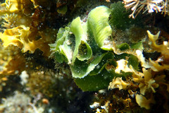 Dictyosphaeria sericea