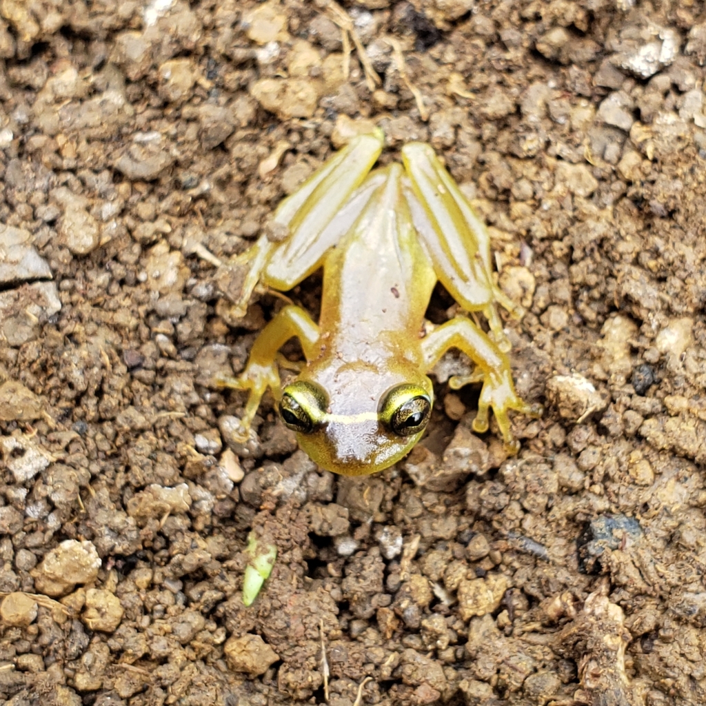 Green Bromeliad Frog