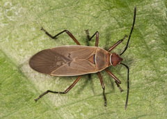 Dysdercus bimaculatus