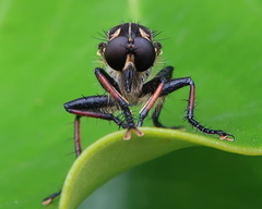 Neoitamus melanopogon