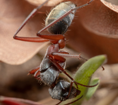 Camponotus dromas