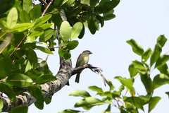 Spindalis portoricensis