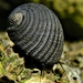 Nerite Snails - Photo (c) Bob Peterson, some rights reserved (CC BY-SA)