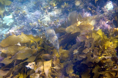 Contusus brevicaudus