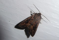 Ichneutica morosa