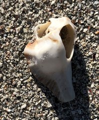 Pterochelus triformis