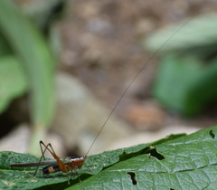 Conocephalus versicolor