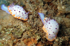 Mexichromis macropus