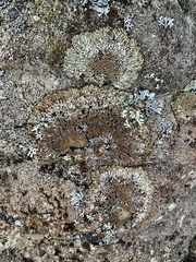 Hypogymnia austerodes