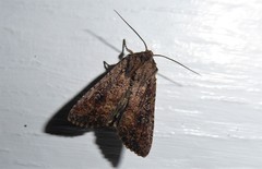 Ichneutica morosa