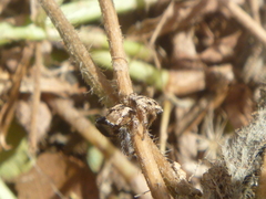Habronattus paratus