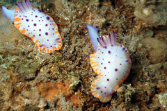 Mexichromis macropus