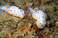 Mexichromis macropus