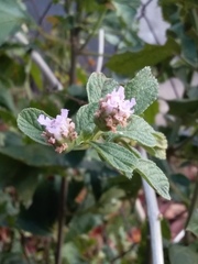 Melissa officinalis