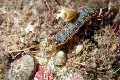 Amblychilepas nigrita