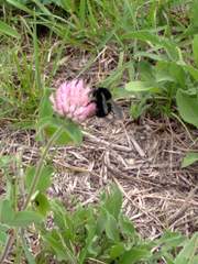 Bombus pauloensis
