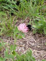 Bombus pauloensis