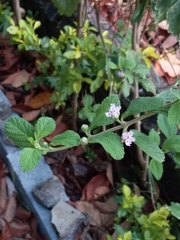 Melissa officinalis