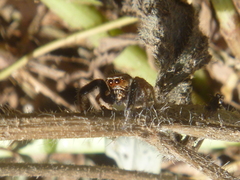 Habronattus paratus
