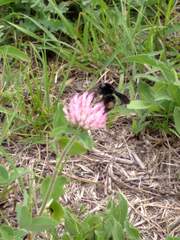 Bombus pauloensis