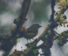 Euphonia xanthogaster