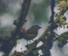 Euphonia xanthogaster