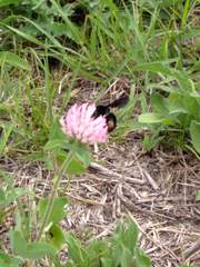 Bombus pauloensis