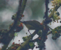 Euphonia xanthogaster
