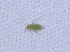 Miridae