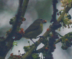 Euphonia xanthogaster