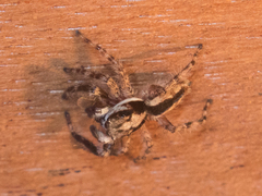 Menemerus bivittatus