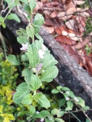 Melissa officinalis