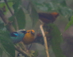 Tangara labradorides