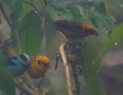 Tangara labradorides