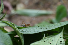 Conocephalus versicolor