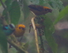 Tangara labradorides