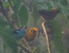 Tangara labradorides