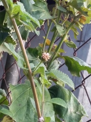 Melissa officinalis