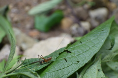 Conocephalus versicolor