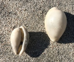 Notocypraea