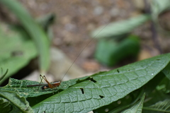 Conocephalus versicolor