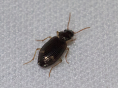 Coleoptera