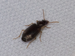 Coleoptera