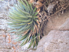 Agave filifera